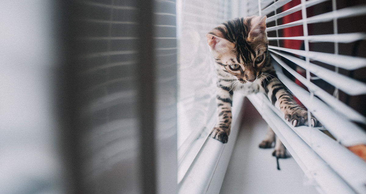 window blind safety-pets and children